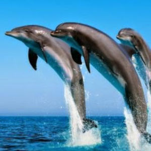 Meet your Posher, Shaojie